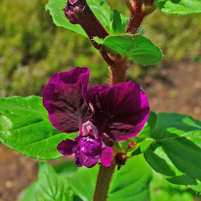 Cuphea Seeds – Purple Passion
