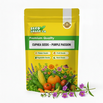 Cuphea Seeds – Purple Passion