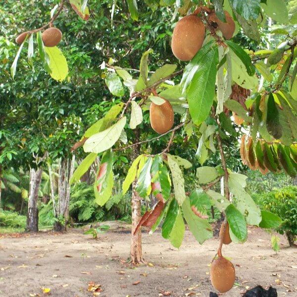 Cupuacu Theobroma Seeds - Fruit Plant