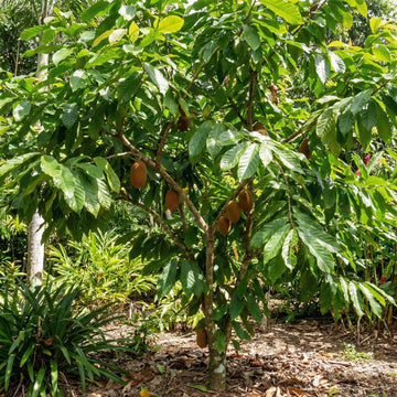 Cupuacu Theobroma Seeds - Fruit Plant