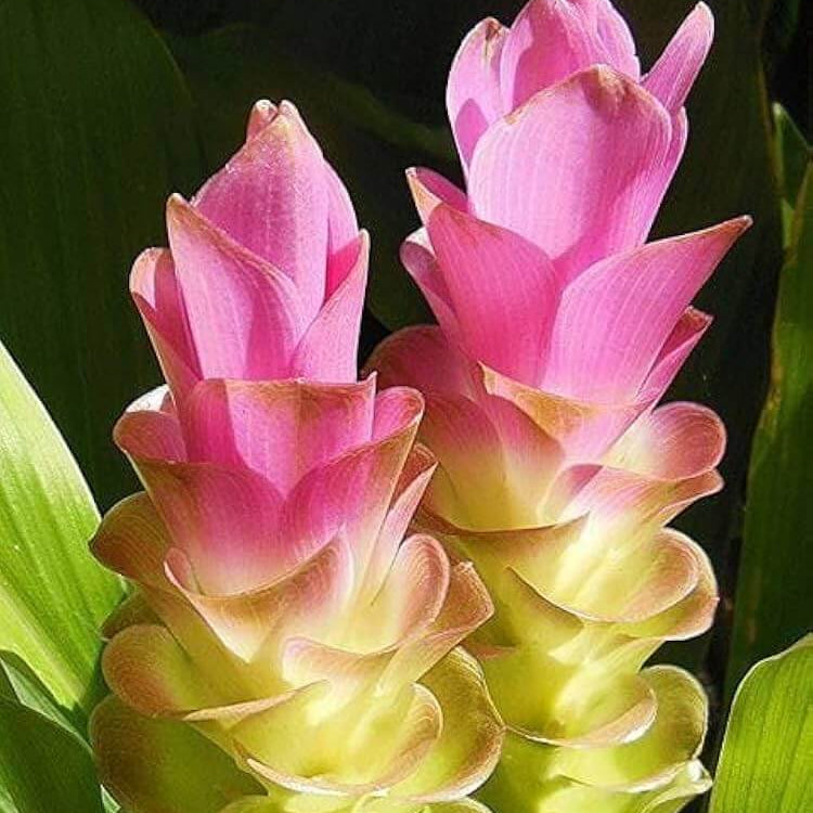 Curcuma Seeds  – Wildflower