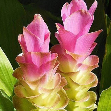 Curcuma Seeds  – Wildflower