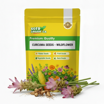 Curcuma Seeds  – Wildflower