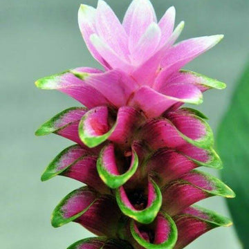 Curcuma Seeds  – Wildflower