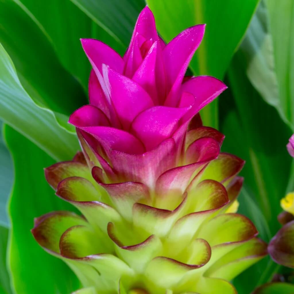 Curcuma Seeds  – Wildflower