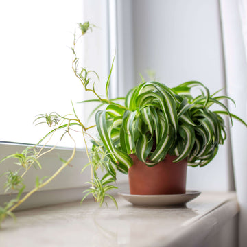 Curly Spider Plant Seeds