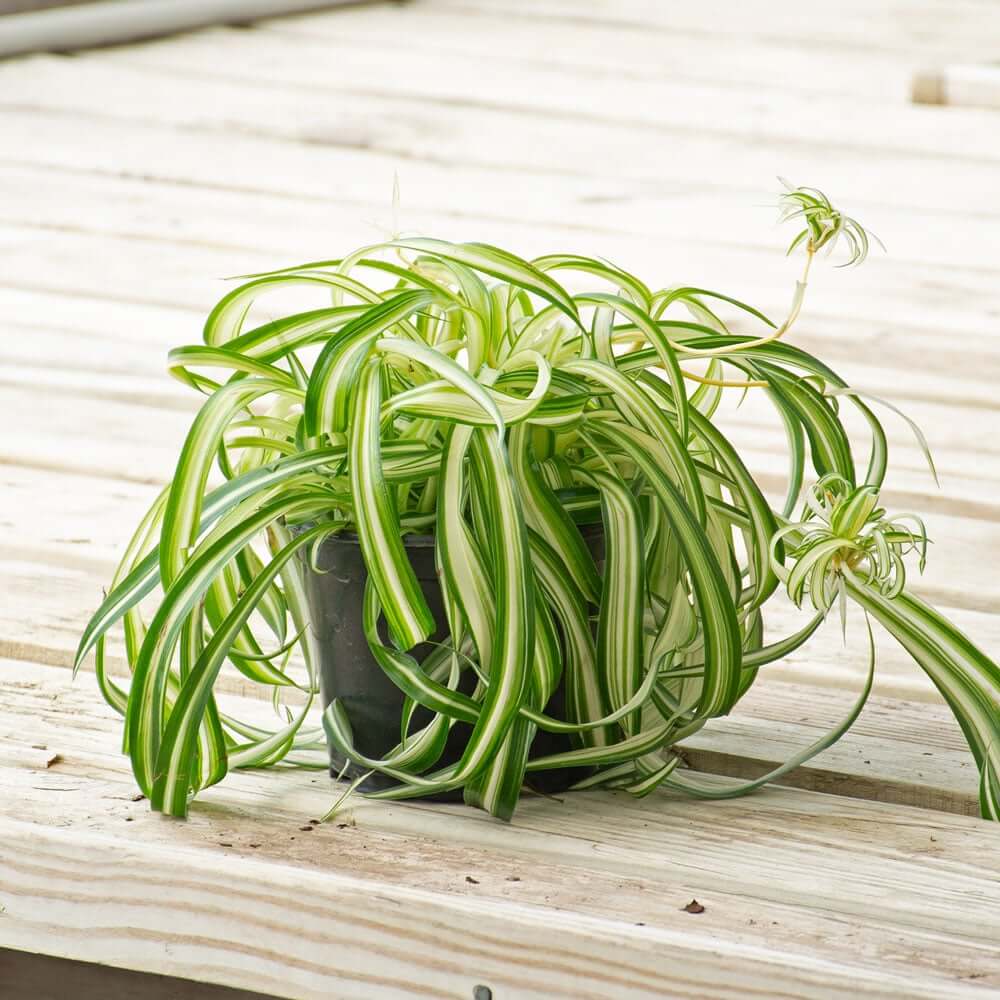 Curly Spider Plant Seeds
