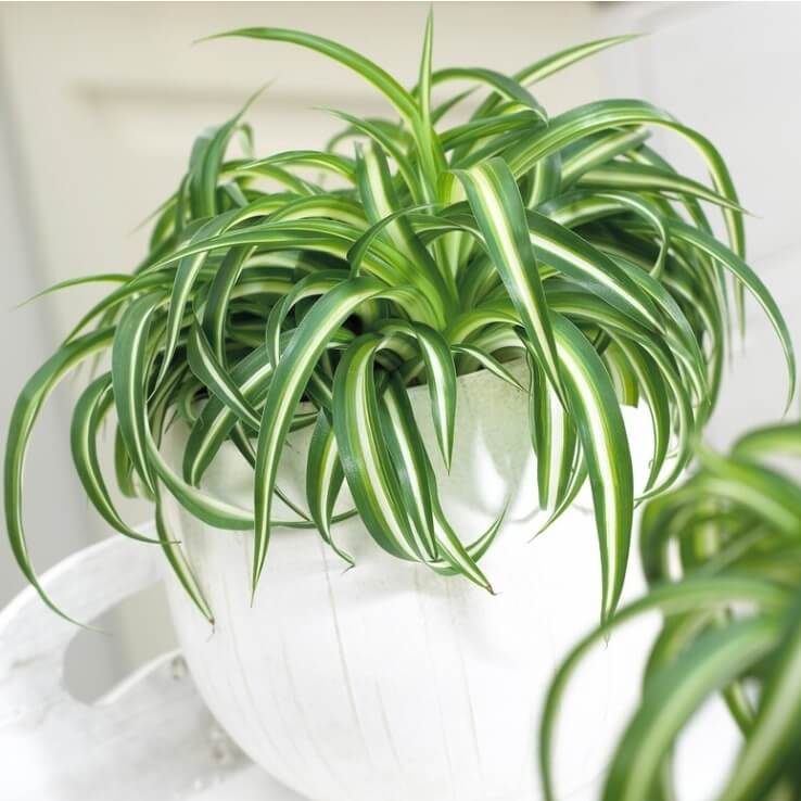 Curly Spider Plant Seeds