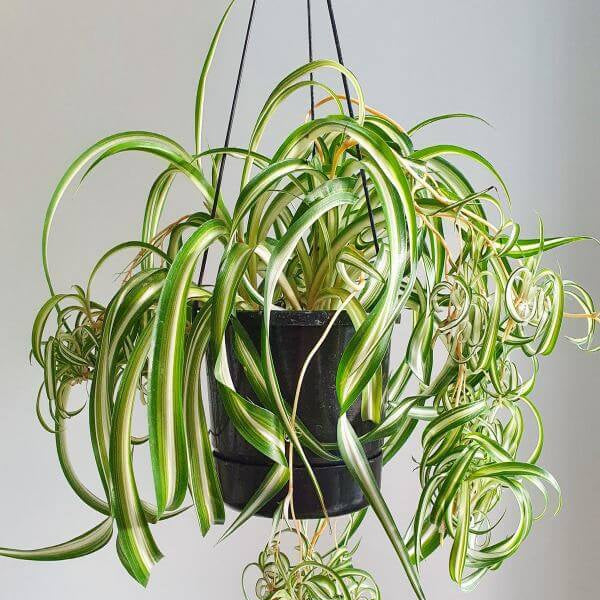 Curly Spider Plant Seeds