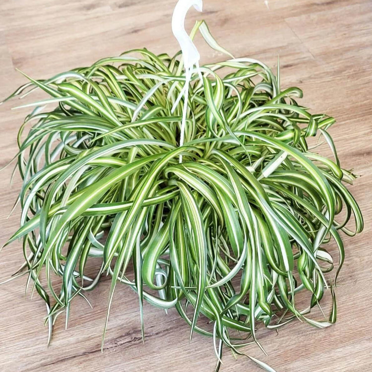 Curly Spider Plant Seeds
