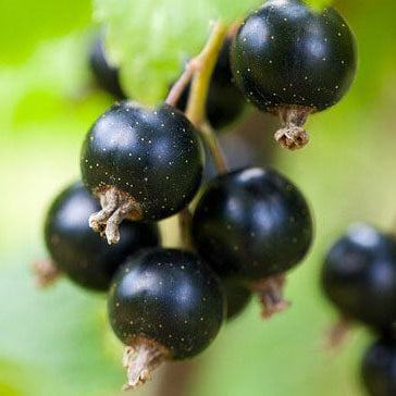 Currant Seeds - General