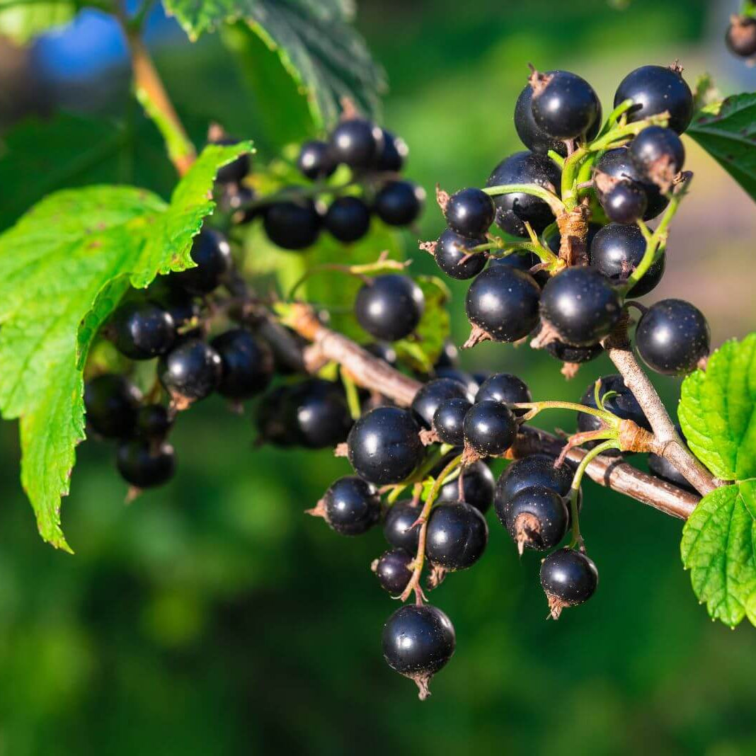 Currant Seeds - Nigrum