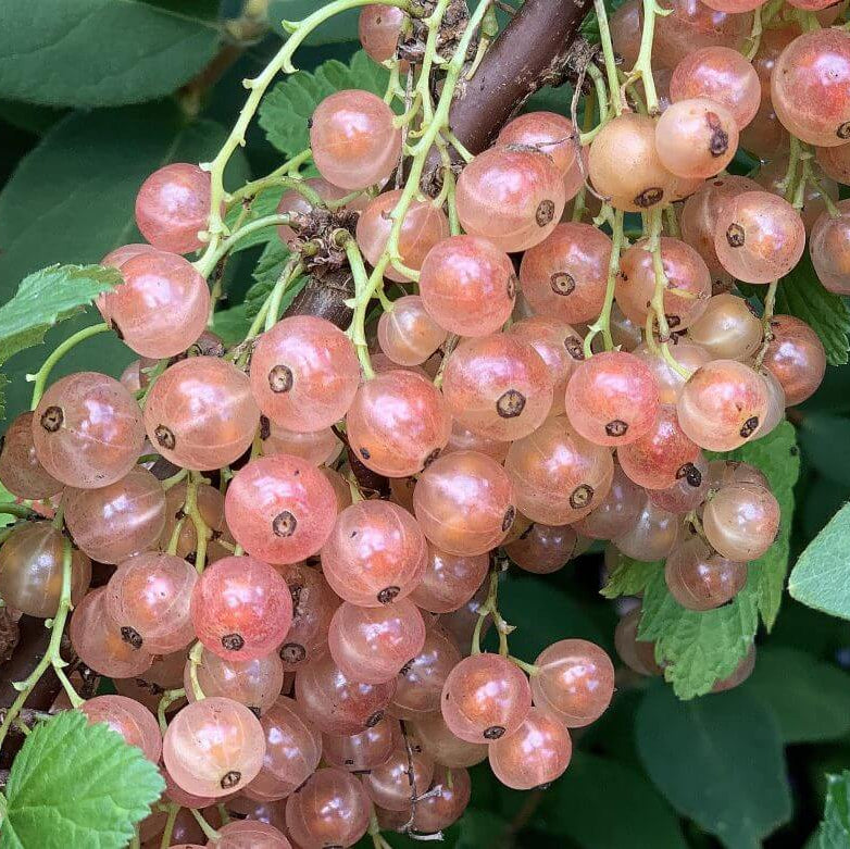 Currant Seeds - Pink