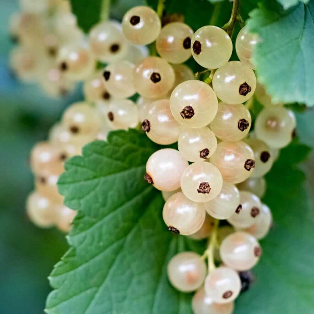 Currant Seeds - White 