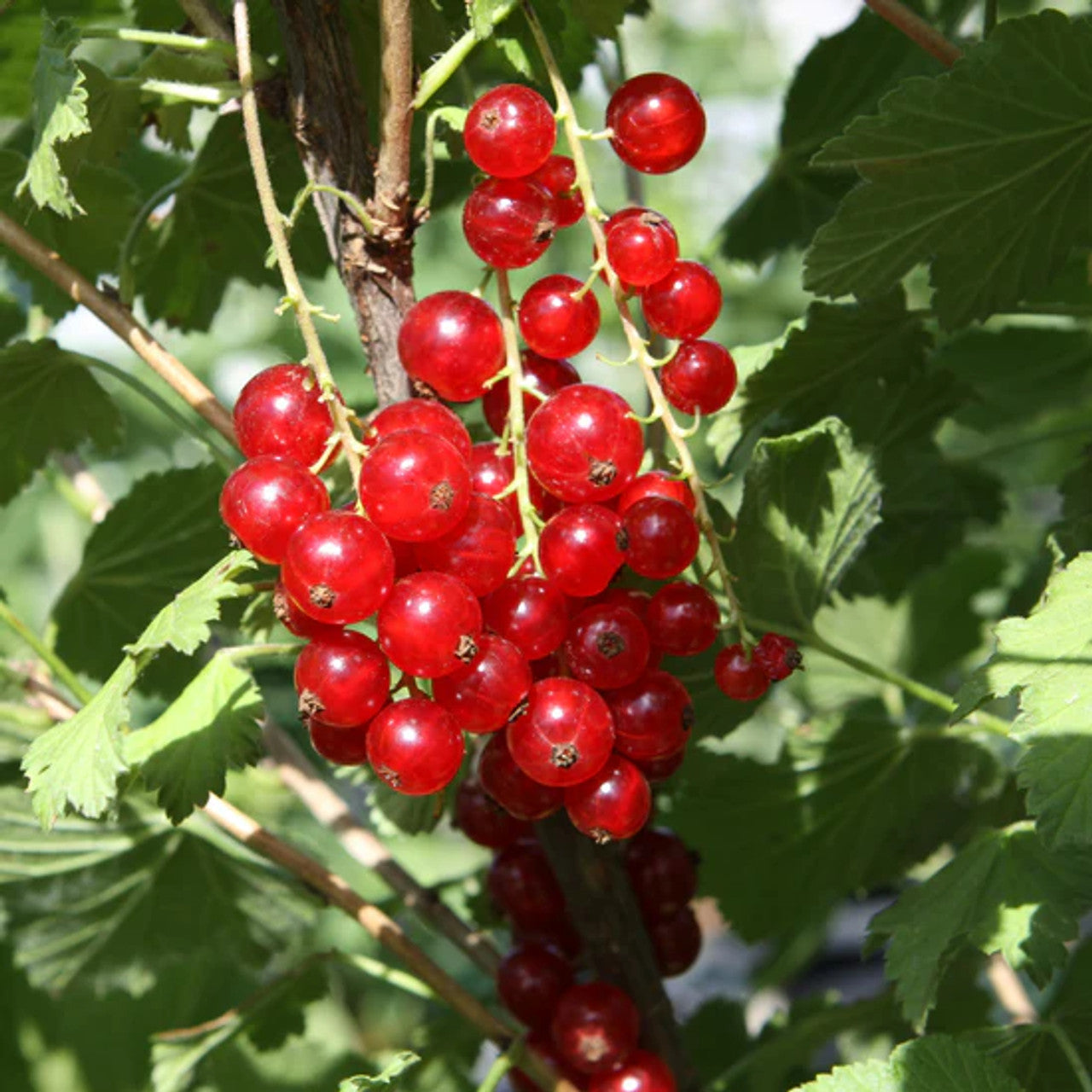 Currant Seeds – Red
