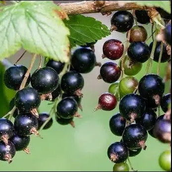Currant Seeds - General
