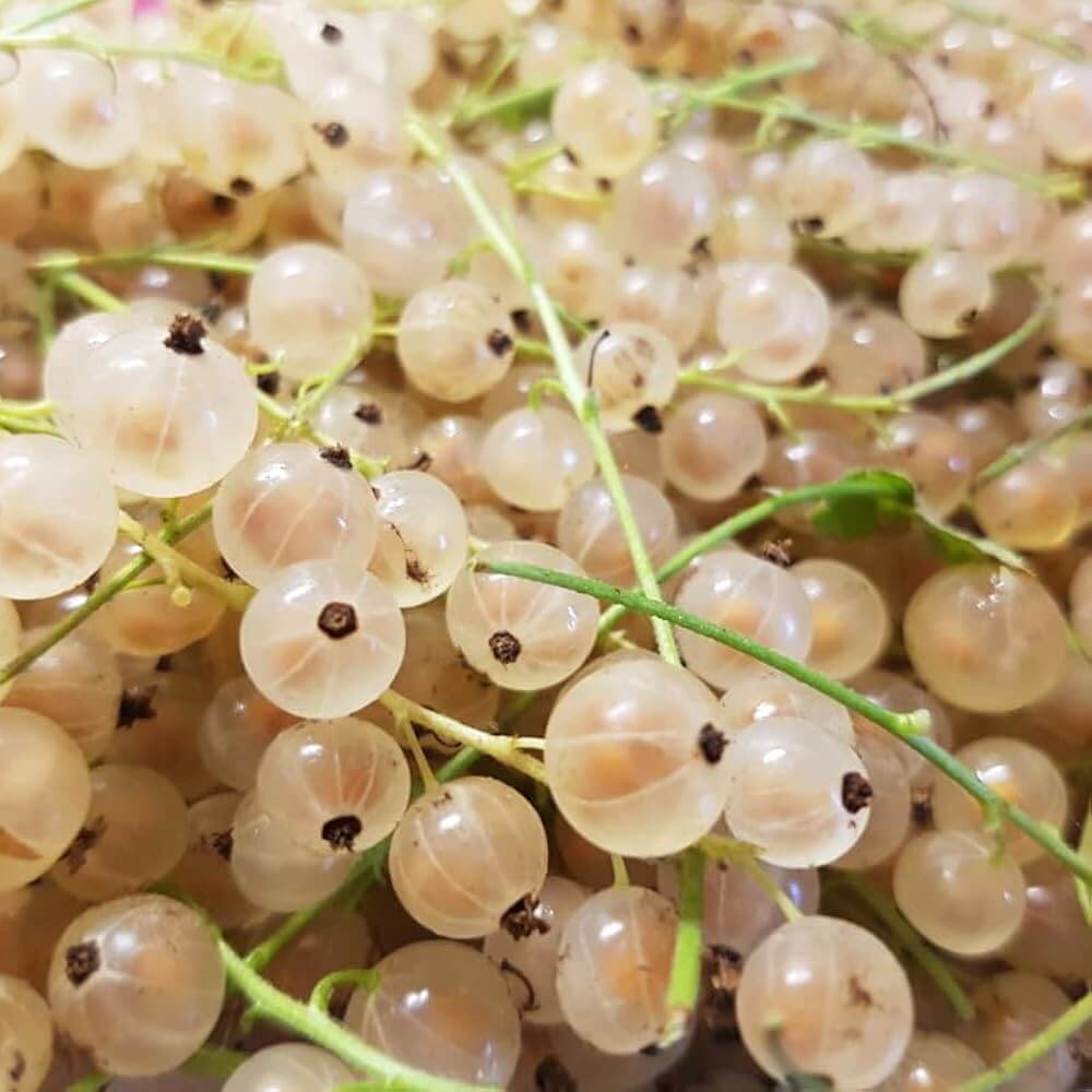 Currant Seeds - White 