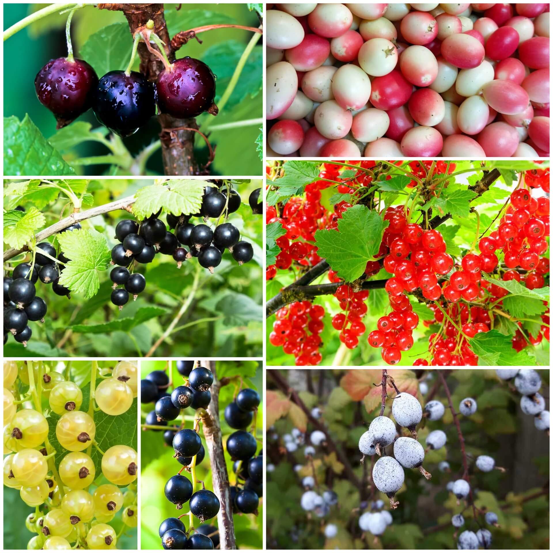 Currant Seeds - All In One For Home Gardens