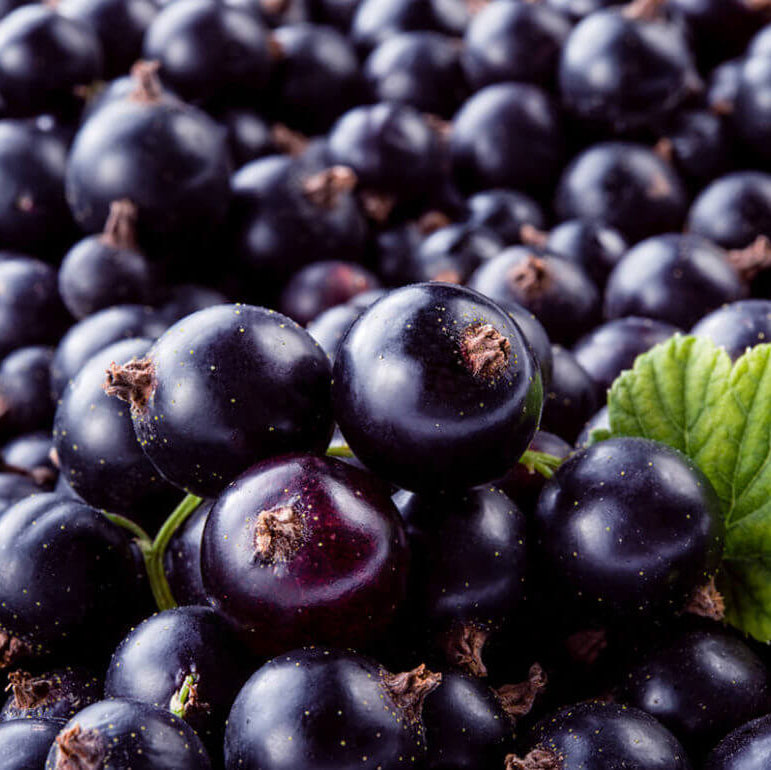 Currant Seeds - All In One For Home Gardens