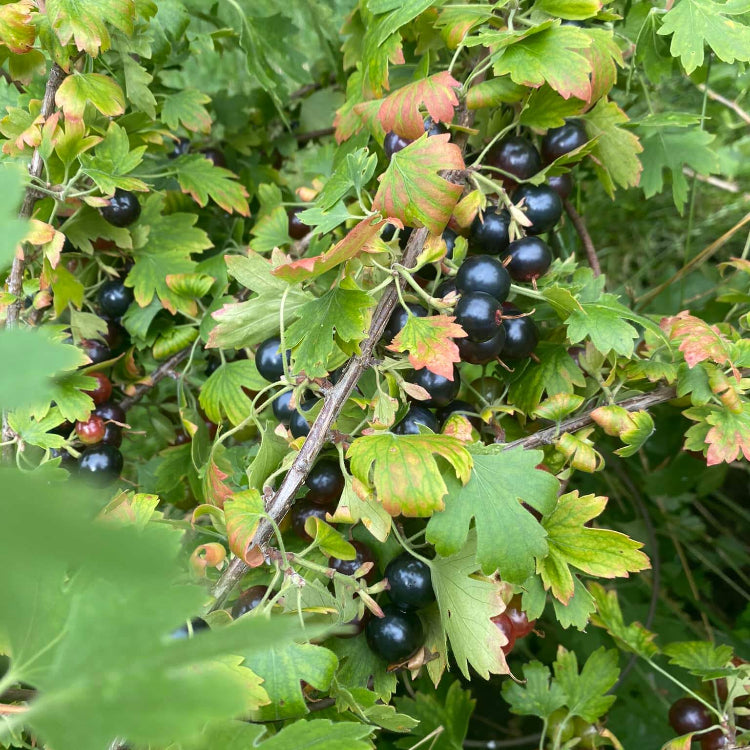 Currant Seeds - All In One For Home Gardens