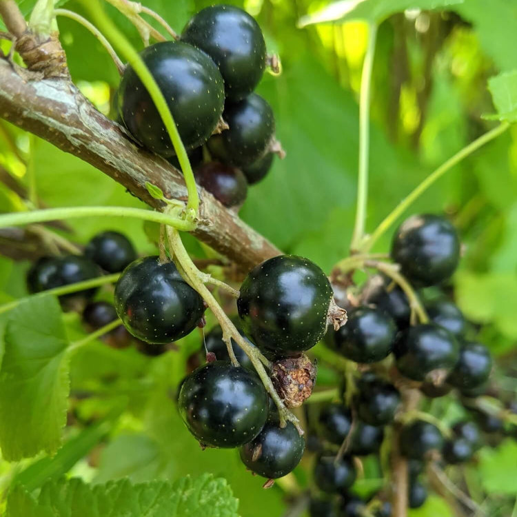 Currant Seeds - All In One For Home Gardens
