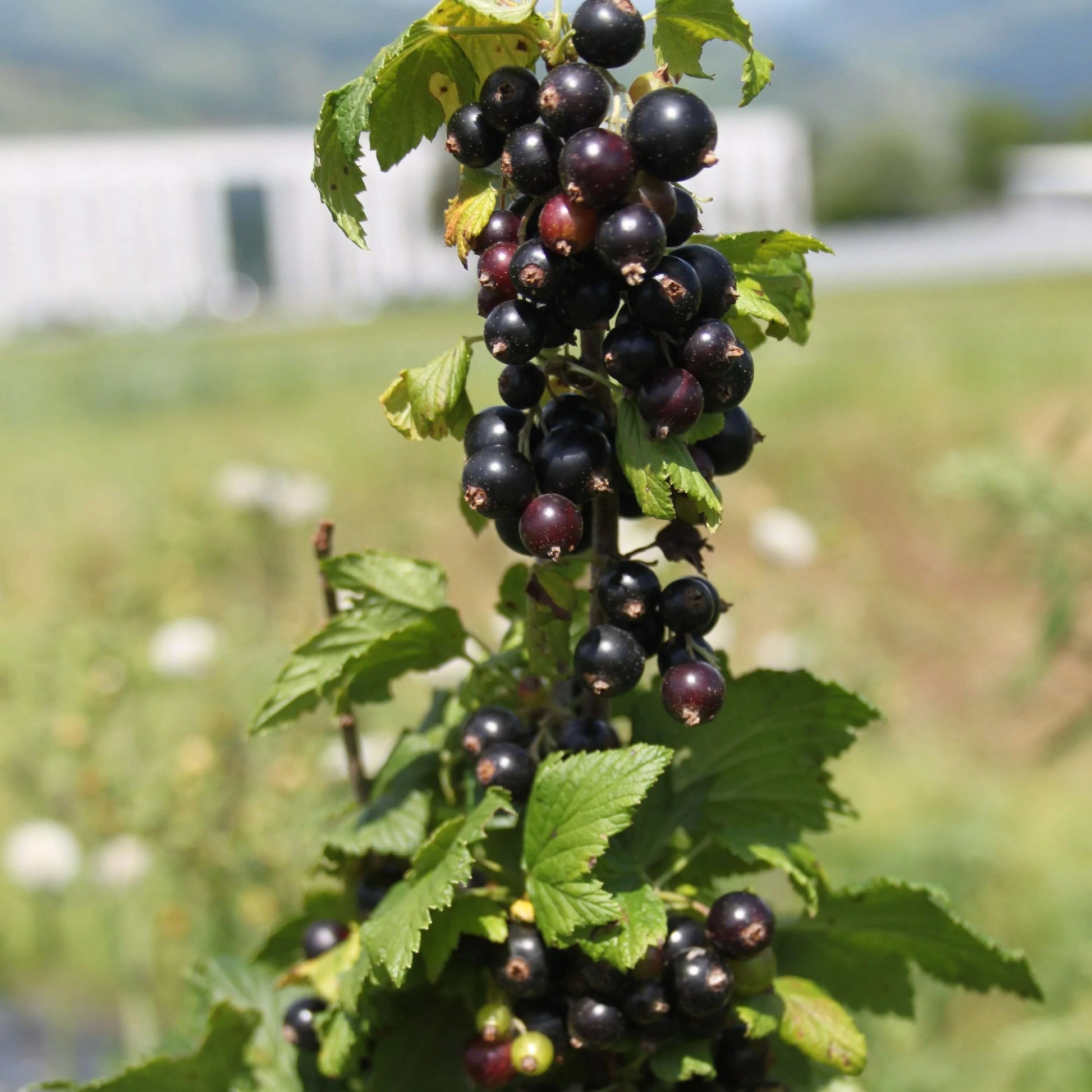 Currant Seeds - All In One For Home Gardens