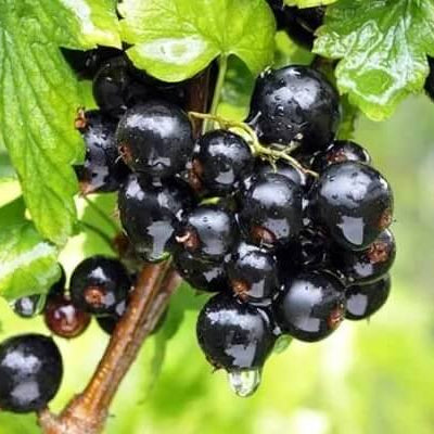 Currant Seeds - Nigrum