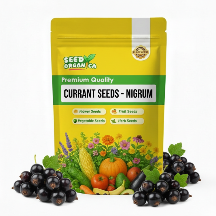 Currant Seeds - Nigrum