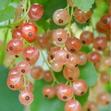 Currant Seeds - Pink