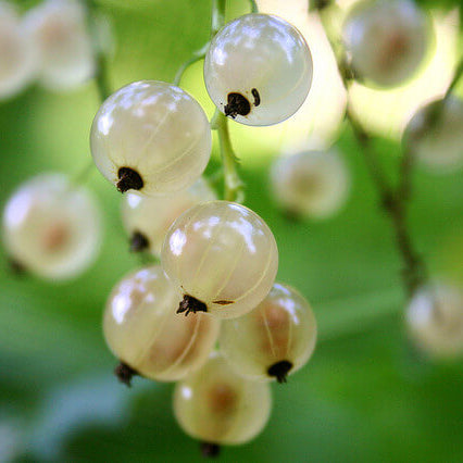 Currant Seeds - White 