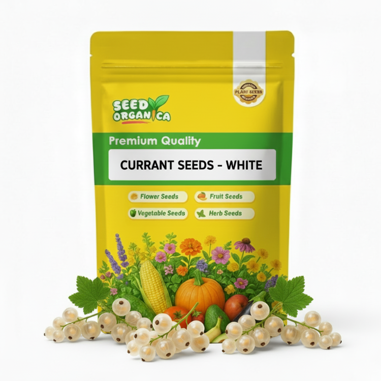 Currant Seeds - White