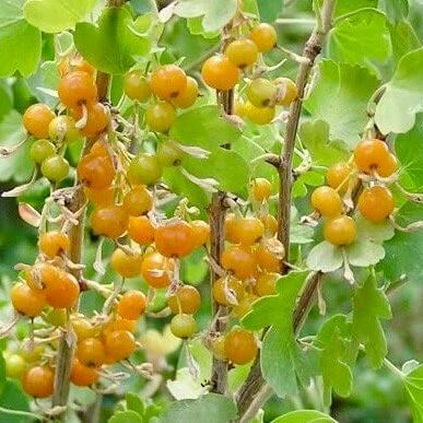 Currant Seeds - Golden