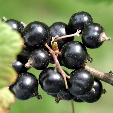 Currant Seeds - Nigrum