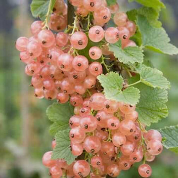 Currant Seeds - Pink