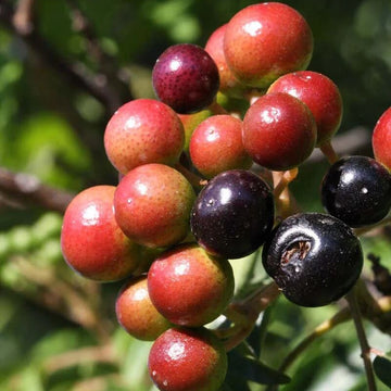 Curry Leaf Seeds - Murraya Koenigii
