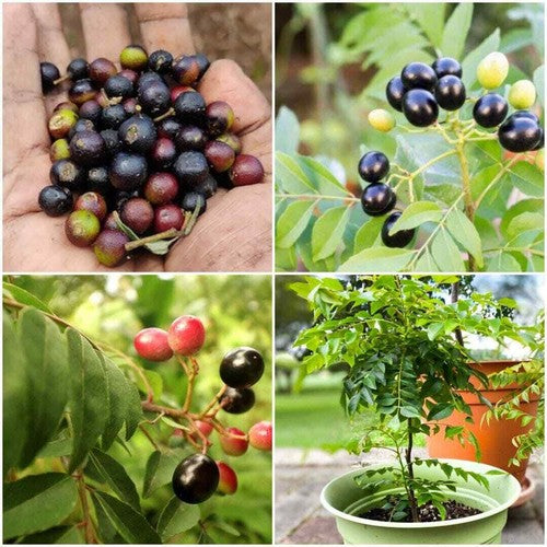 Curry Leaf Seeds – Aromatic
