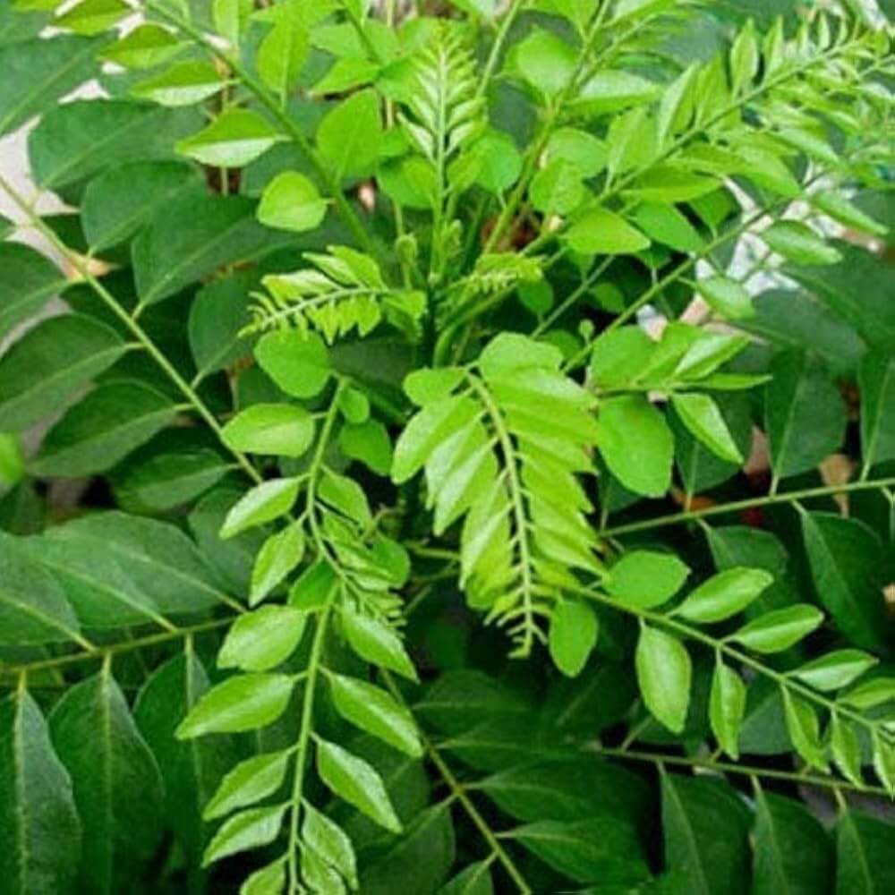 Curry Leaf Seeds – Dwarf (Gamthi)
