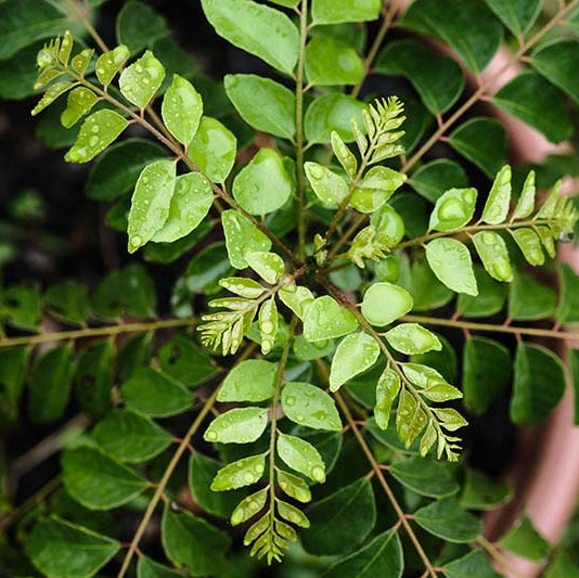 Curry Leaf – Dwarf (Gamthi)
