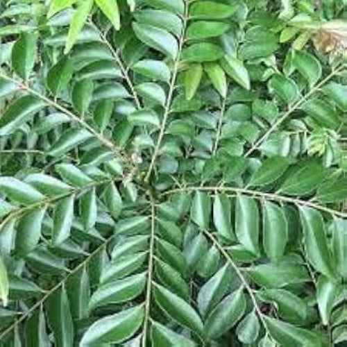 Curry Leaf Seeds – Krishna
