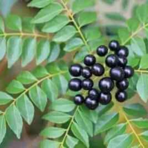 Curry Leaf Seeds – Regular
