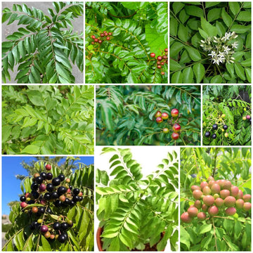 Curry Leaf Seeds - All In One For Home Gardens