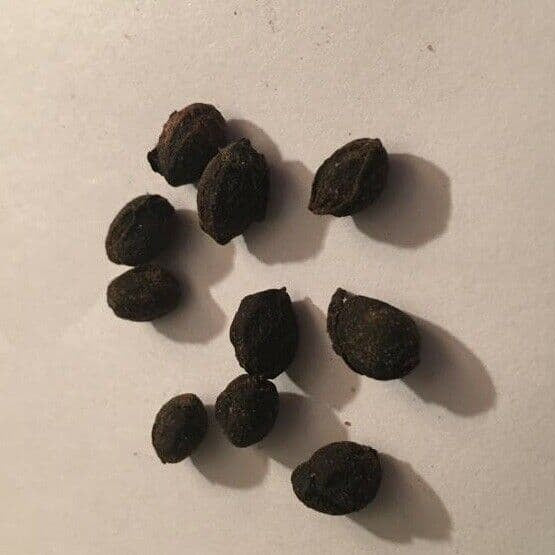 Curry Leaf Seeds - All In One For Home Gardens