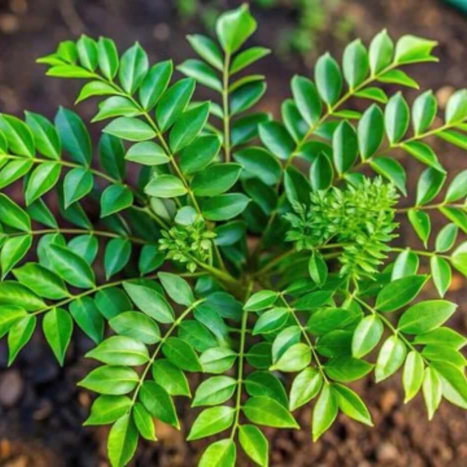 Curry Leaf Seeds - All In One For Home Gardens