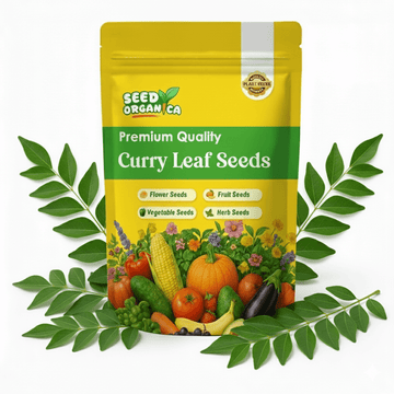 Curry Leaf Seeds - Murraya Koenigii
