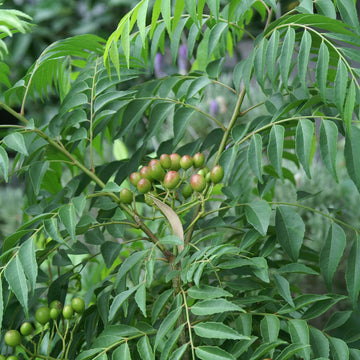 Curry Leaf Seeds - Vegetable Plant
