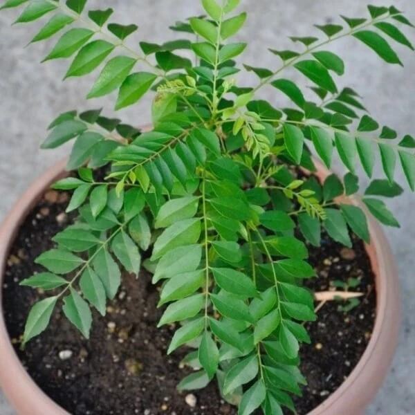 Curry Leaf Seeds - Vegetable Plant