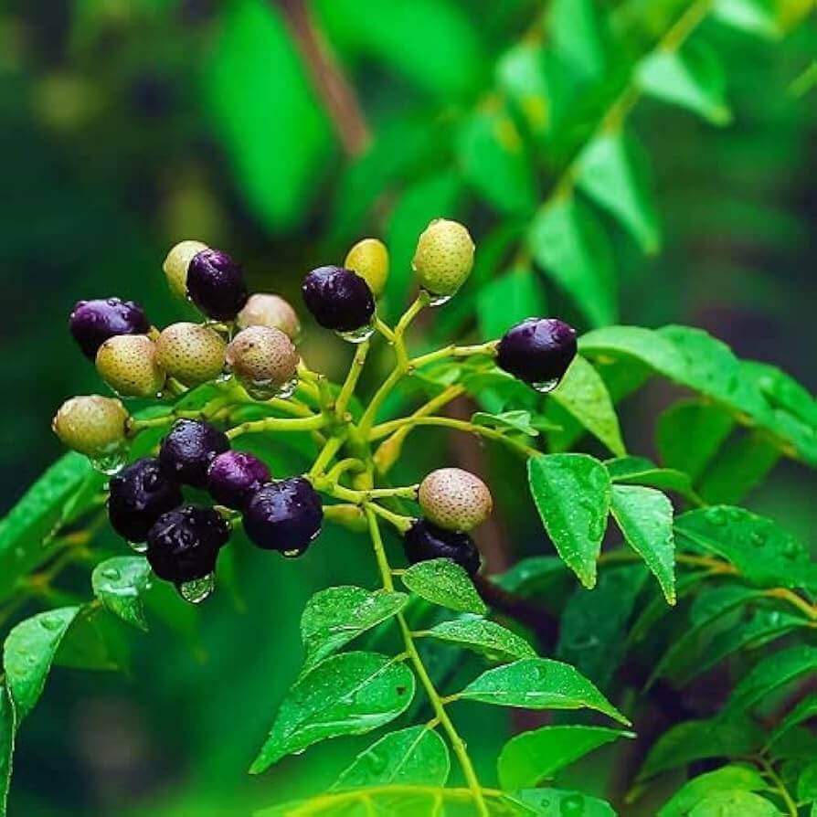 Curry Leaf Seeds For Planting - Vegetable Plant