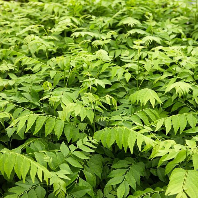 Curry Leaf Seeds For Planting - Vegetable Plant