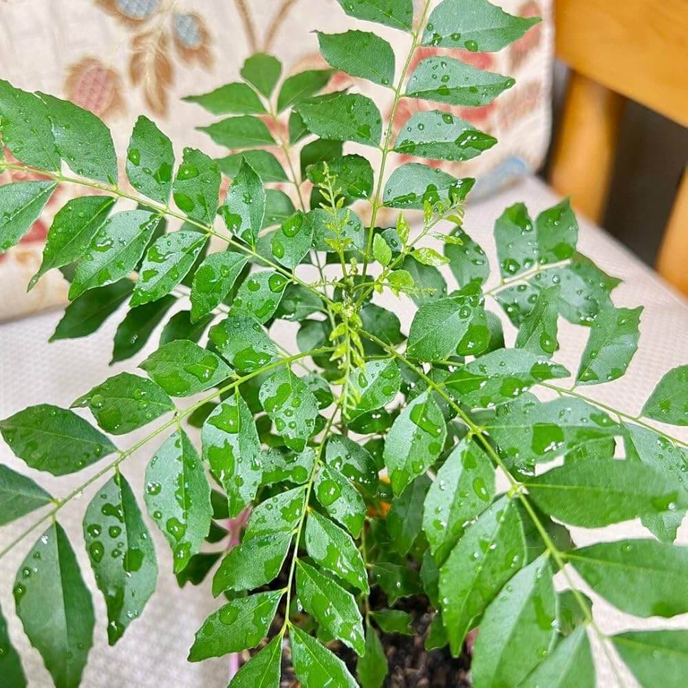 Curry Leaf Seeds – Krishna
