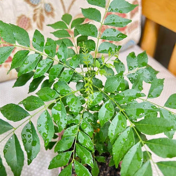 Curry Leaf Seeds – Krishna
